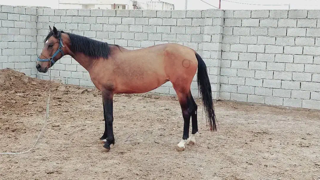 اسب ترکمن|اسب و تجهیزات اسبسواری|قرق, |دیوار