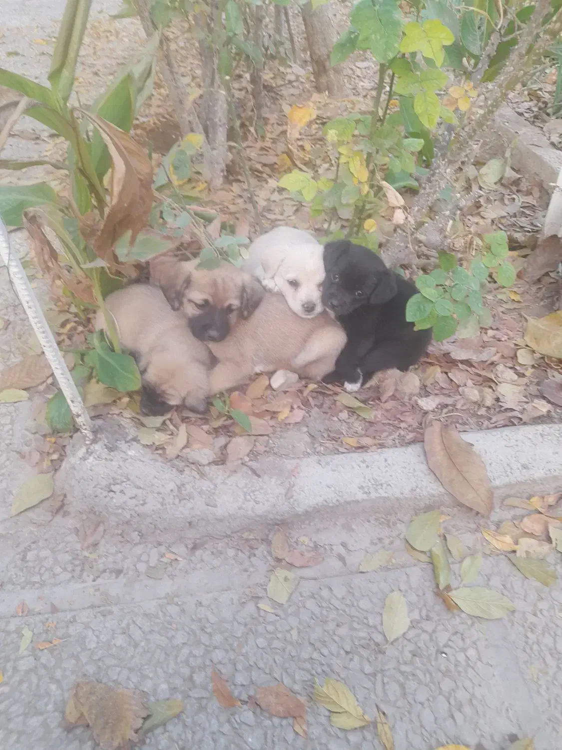 چند عدد اشپیز پا کوتا مو کوتا ۲ مایه|سگ|شهریار, شهریار|دیوار