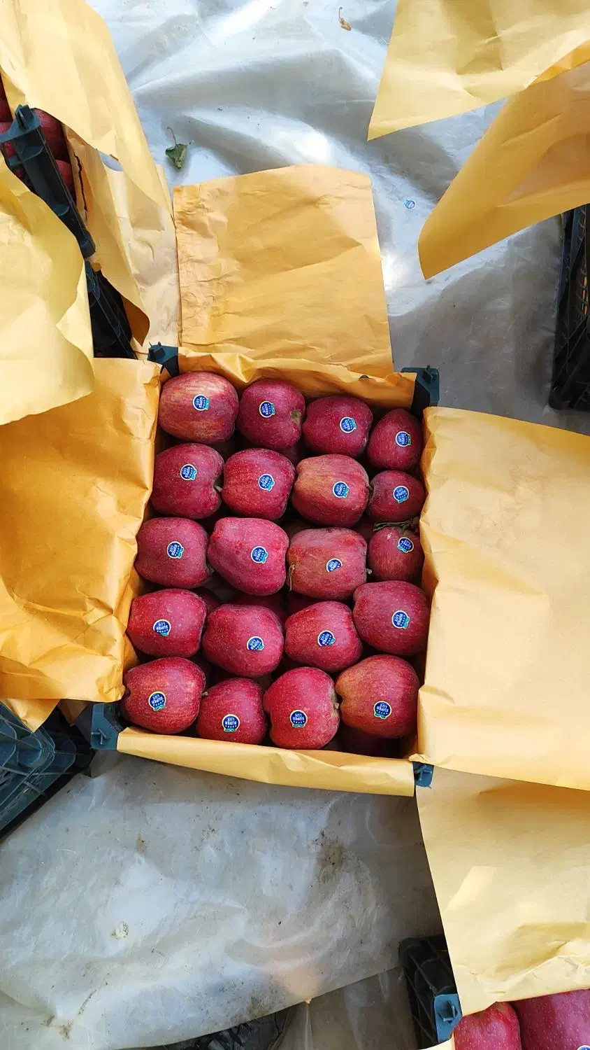 سیب قرمز|خوردنی و آشامیدنی|سیلوانه, |دیوار