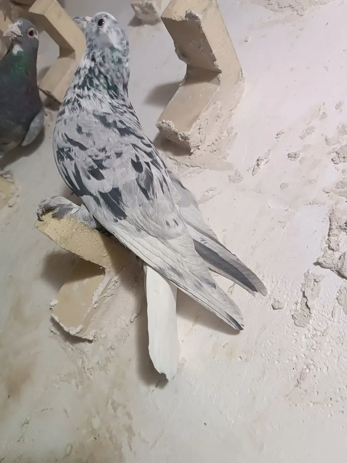 کبوتر|پرنده|کرمان, |دیوار