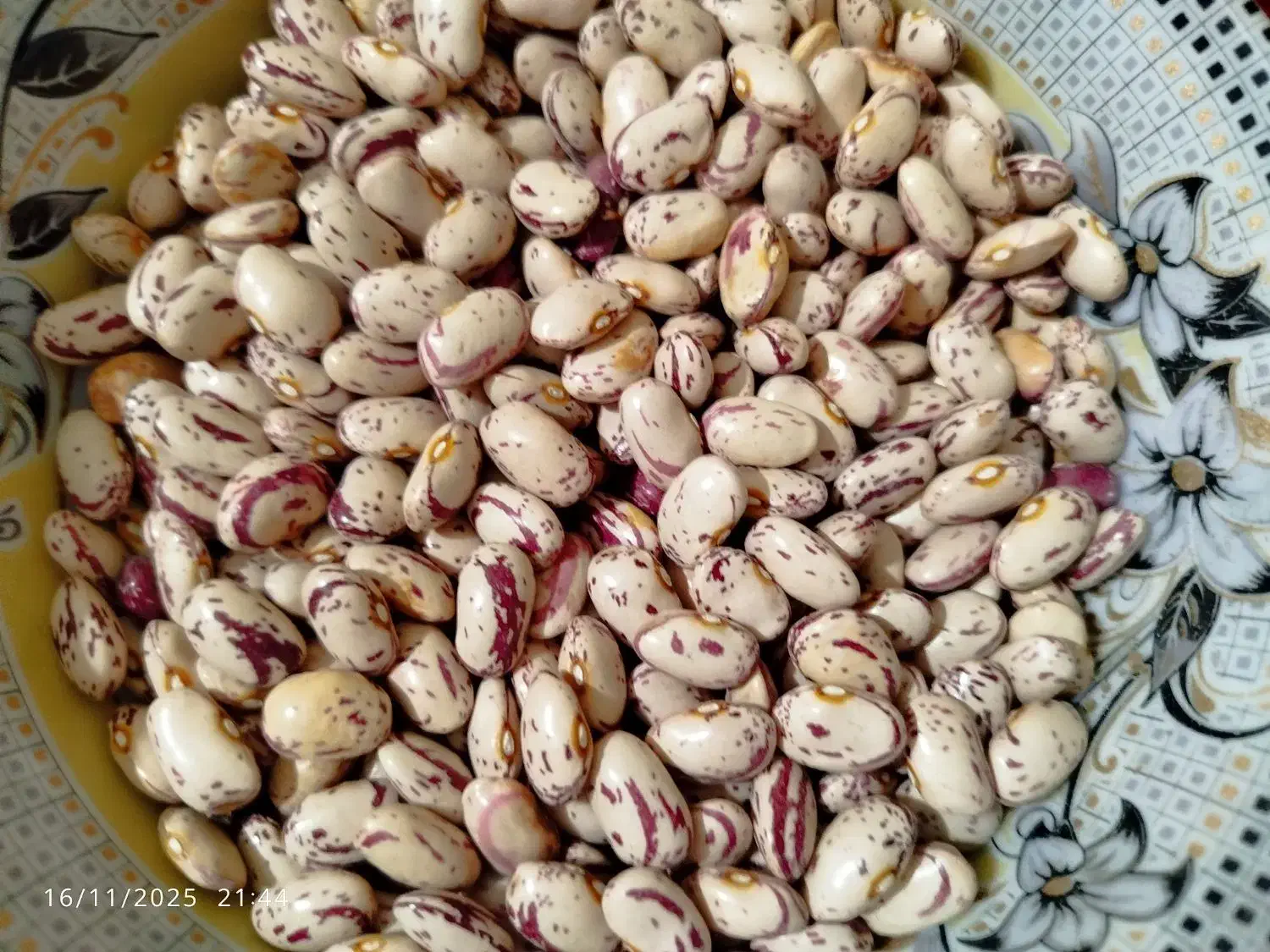 لوبیا چیتی تازه|خوردنی و آشامیدنی|صومای برادوست, |دیوار