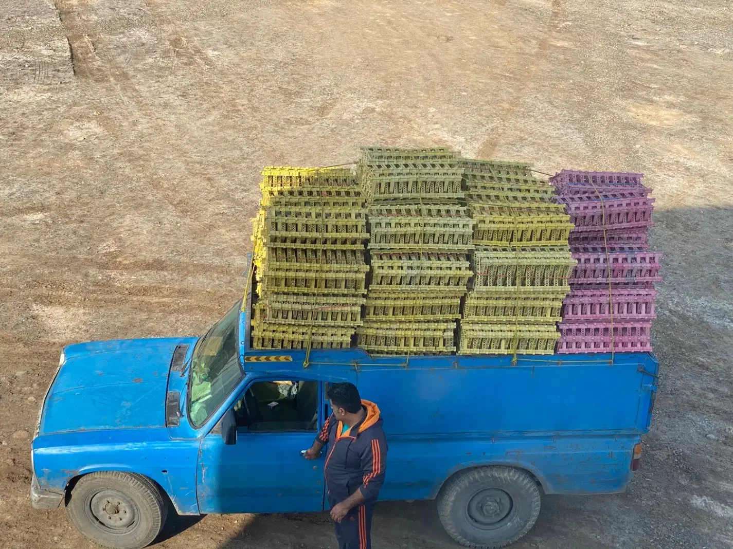 سبد کیوی|ظروف نگهدارنده، پلاستیکی، یک‌بارمصرف|آق قلا, |دیوار