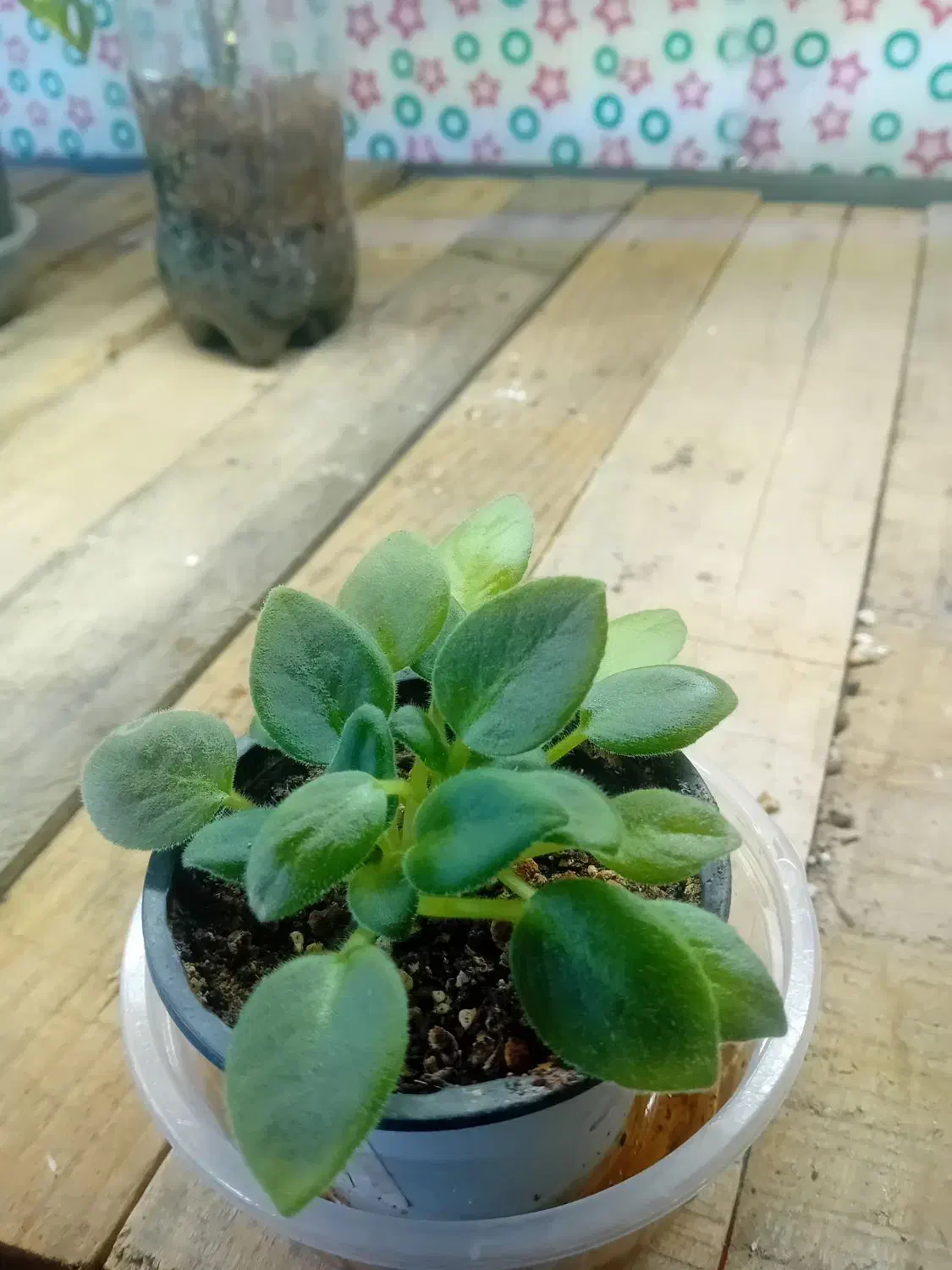 گل گیاه|گل و گیاه طبیعی|صحنه, |دیوار