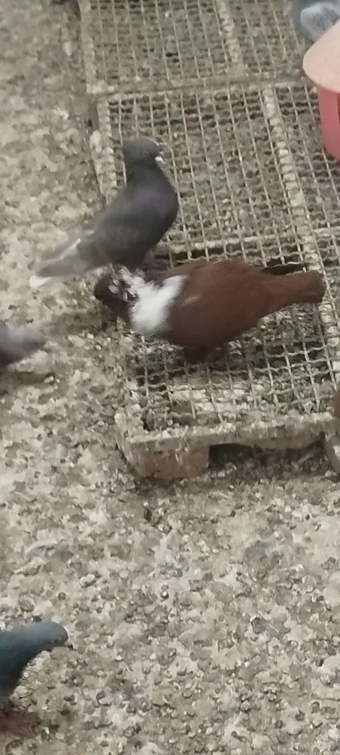 گمشده|حیوانات|کرج, گلشهر|دیوار