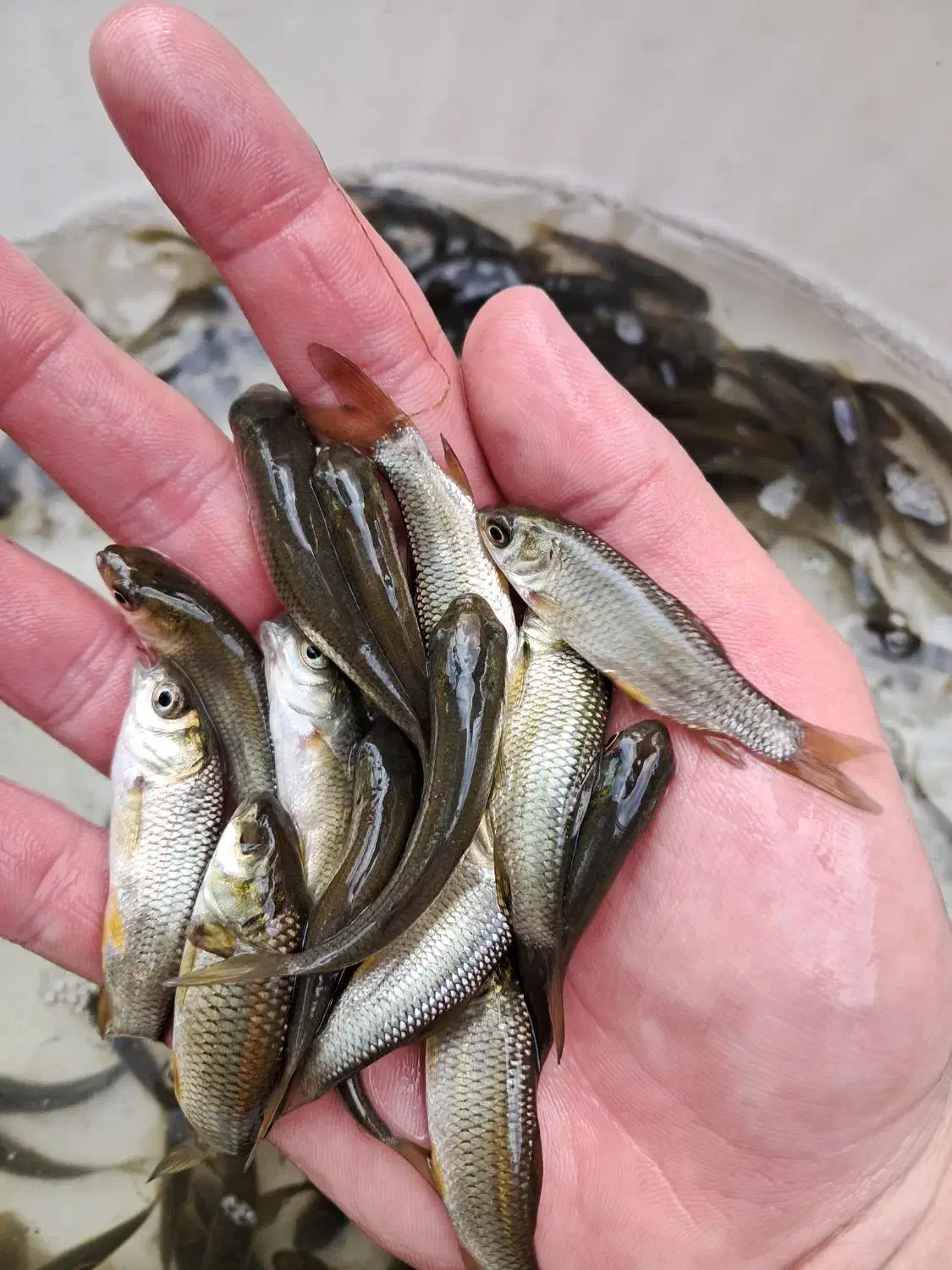 مرکز تولید و فروش انواع بچه ماهیان گرم آبی|ماهی|سنگر, |دیوار