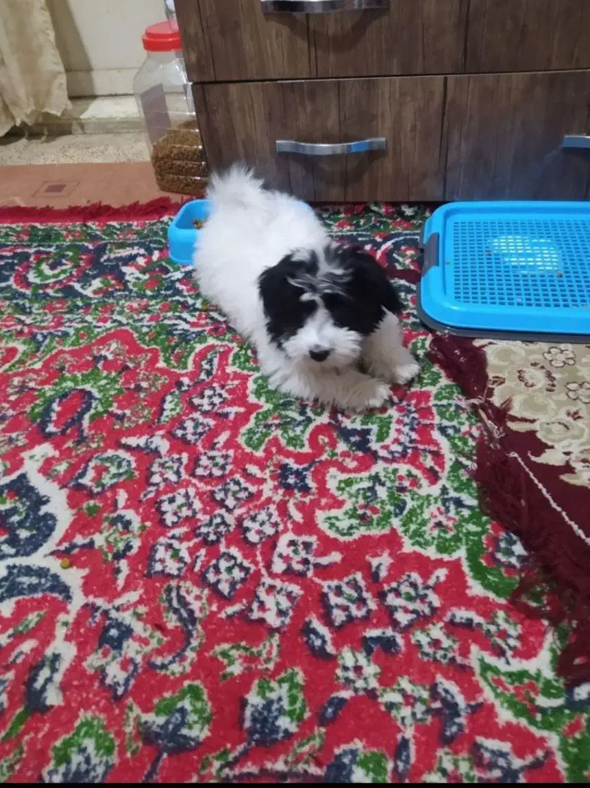 سگ گمشده|حیوانات|ملایر, |دیوار