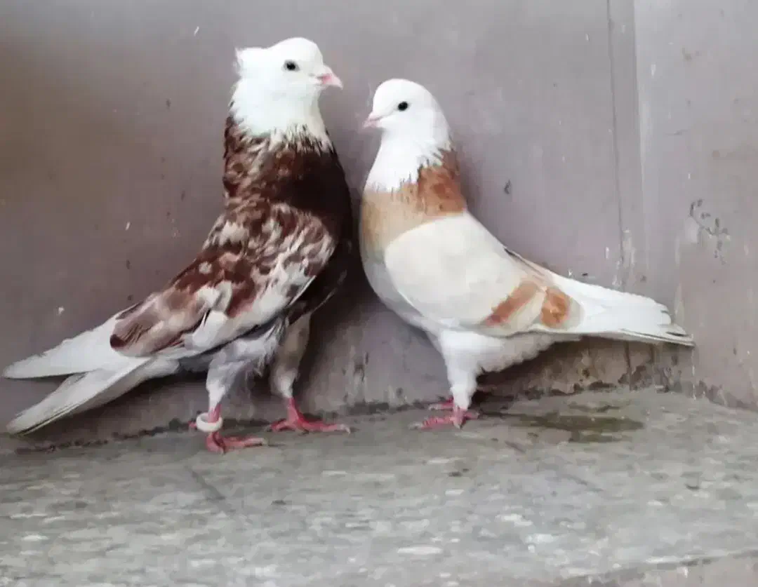 کوبوتر|حیوانات|میاندوآب, |دیوار