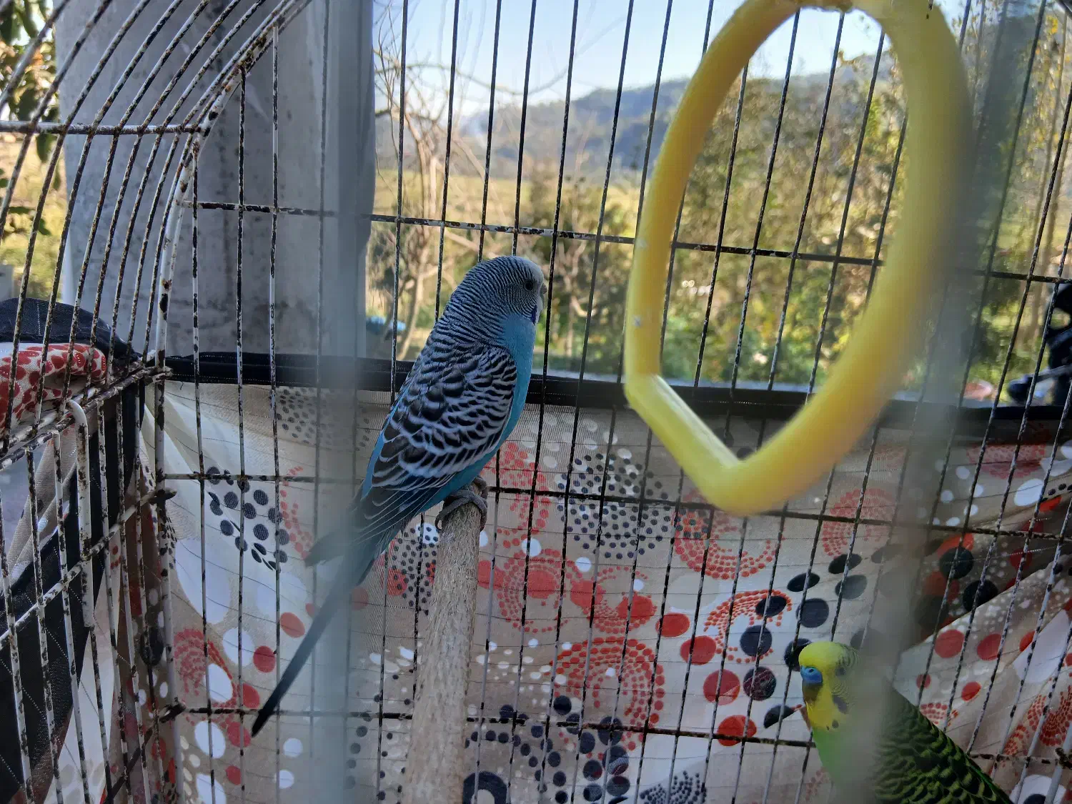 مرغ عشق نر ماده سالم سر حال|پرنده|ماکلوان, |دیوار