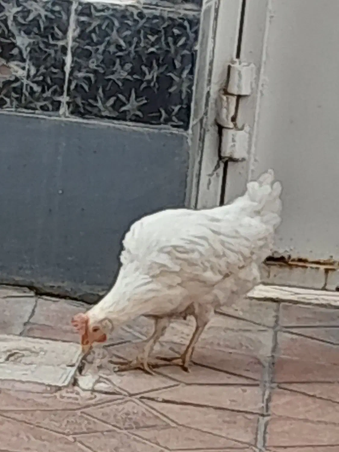 مرغ ماشینی|حیوانات مزرعه|نظرآباد, نظرآباد|دیوار