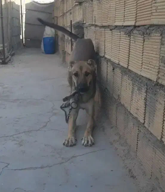 واگذاری سگ نر جوان|سگ|شوشتر, |دیوار