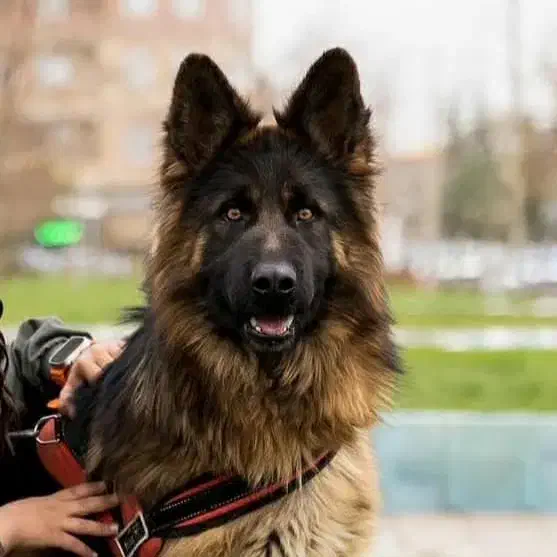 واگذاری .توله ژرمن ماده اصل وشجره دار|سگ|سلماس, |دیوار