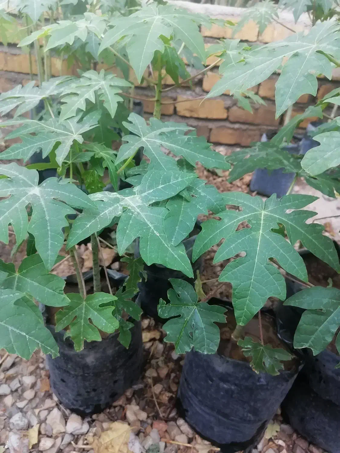 نهال پاپایا|خدمات باغبانی و درختکاری|نورآباد ممسنی, |دیوار