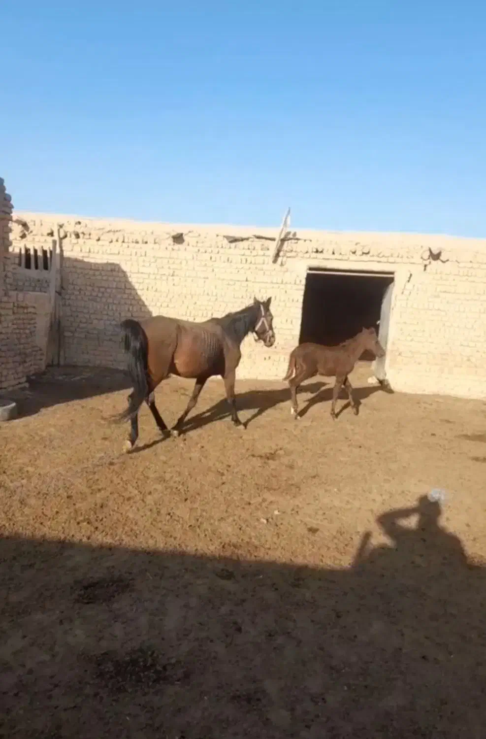 اسب مادیان وکره نریان کرد|اسب و تجهیزات اسب‌سواری|بشاریات, |دیوار