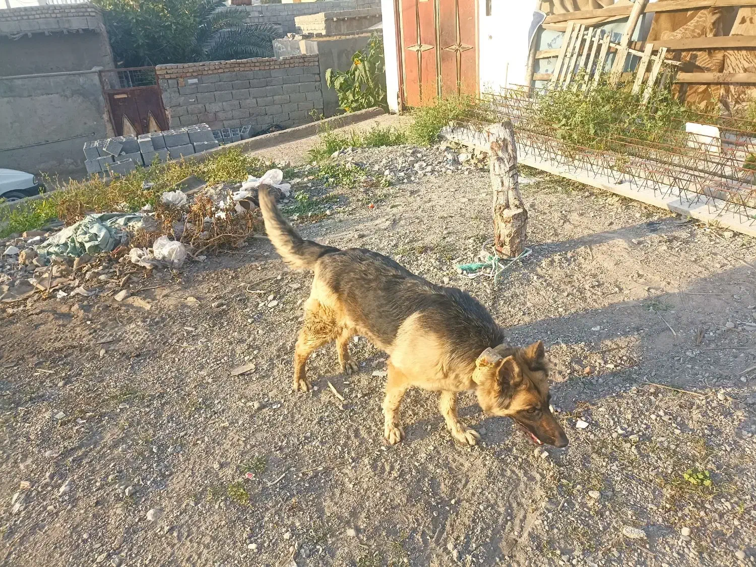 سگ ژرمن|سگ|میناب, |دیوار