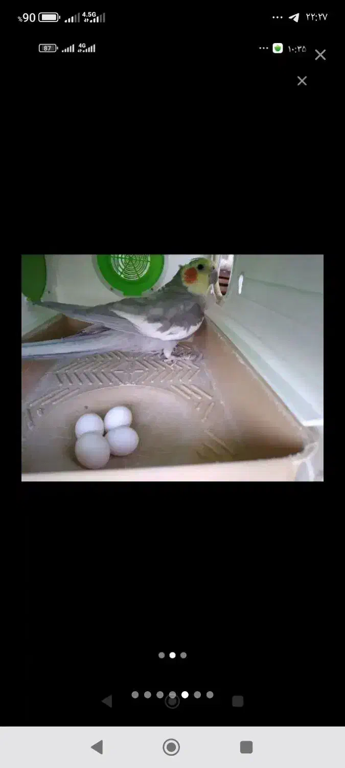 عروس هلندی مولد|پرنده|بیرجند, |دیوار