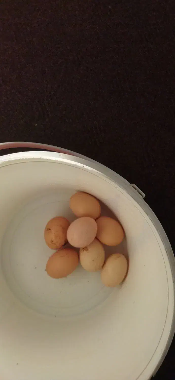 تخم‌مرغ‌محلی‌نطفه‌داردرشت‌وتازه|حیوانات مزرعه|قائم‌شهر, |دیوار