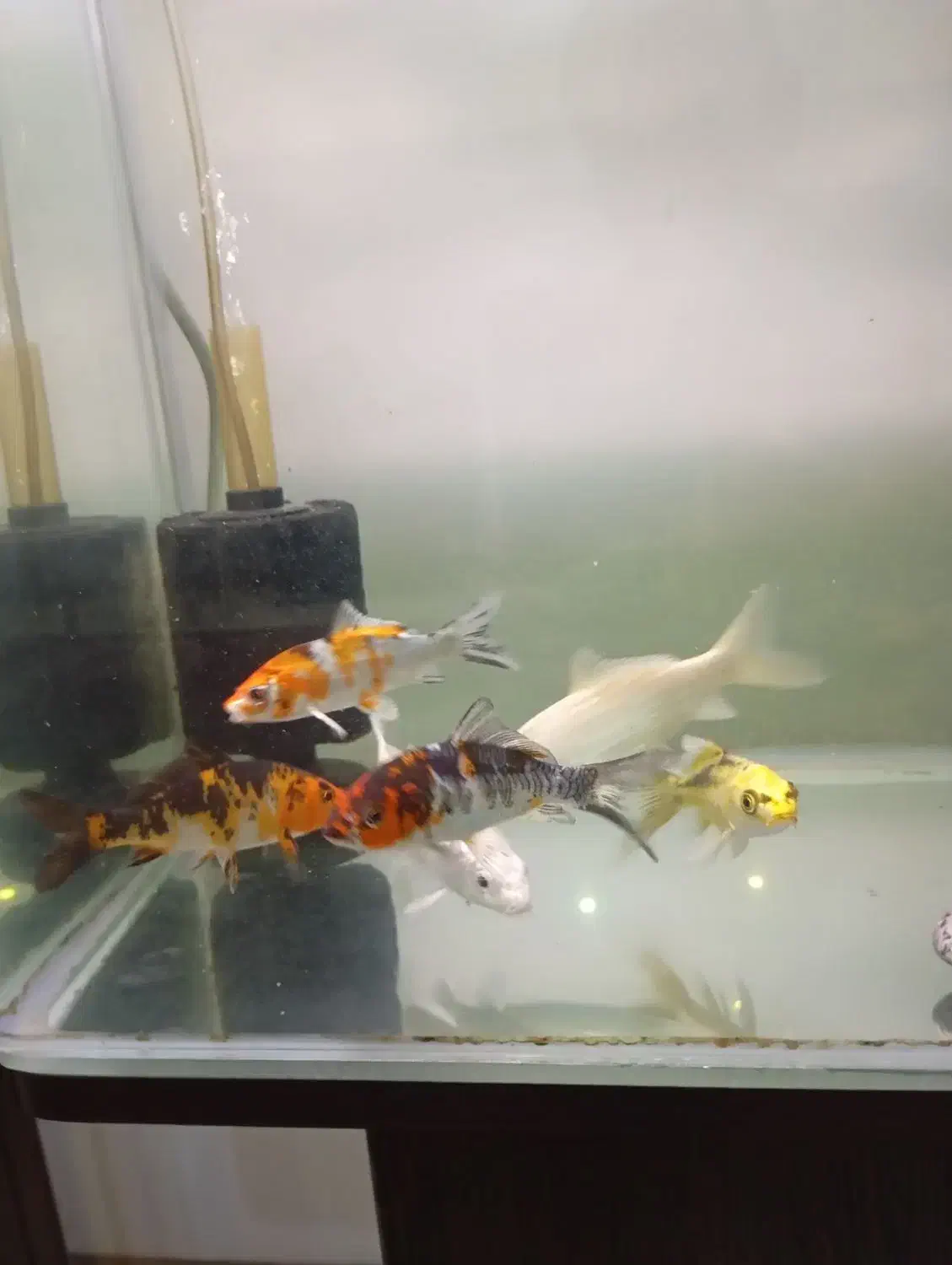 ماهی کوی نژاد دار|ماهی|کرج, فاز ۳ مهرشهر|دیوار