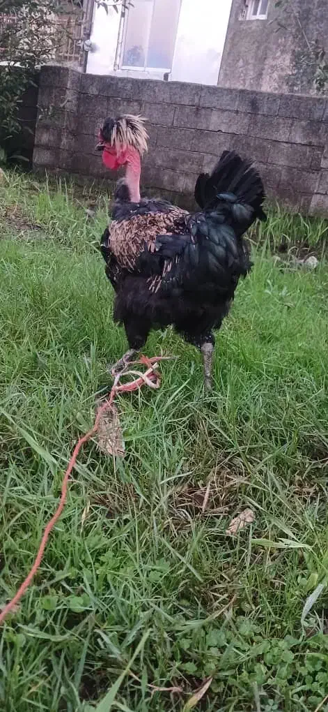 دوعدد خروس گردن لختی|حیوانات مزرعه|چاف و چمخاله, |دیوار