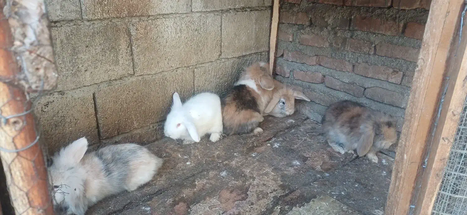 جفت خرگوش لوپ|موش و خرگوش|بابل, |دیوار