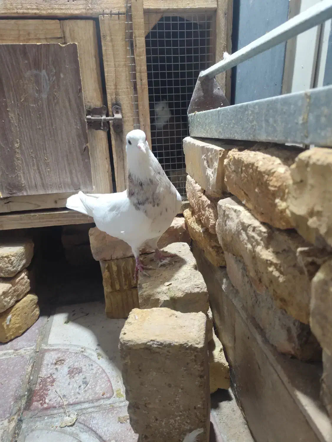 طوقی شازده نربشرط|پرنده|شیراز, طلاب|دیوار