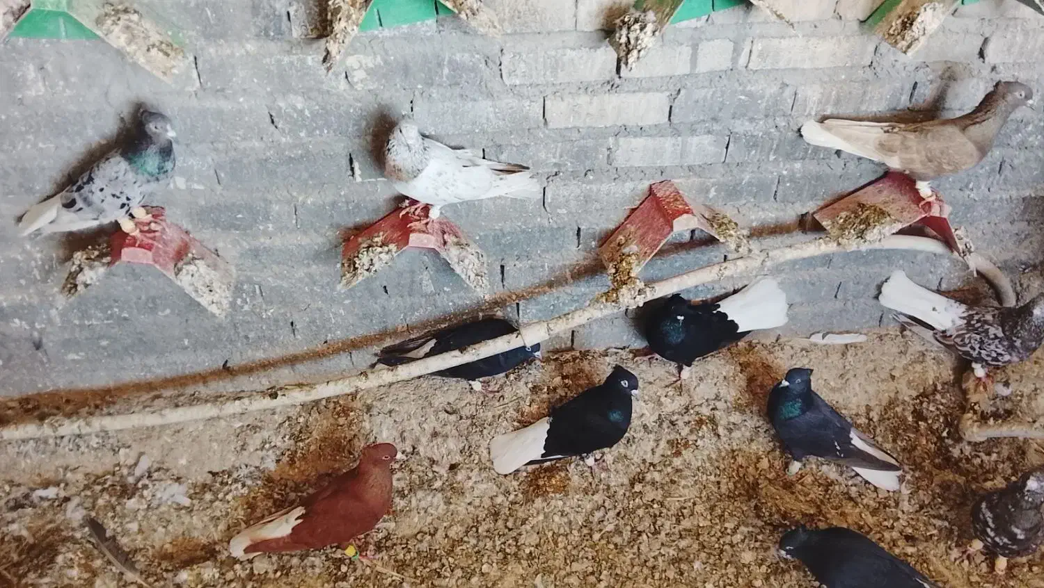 دم سفید|پرنده|حمیدیه, |دیوار