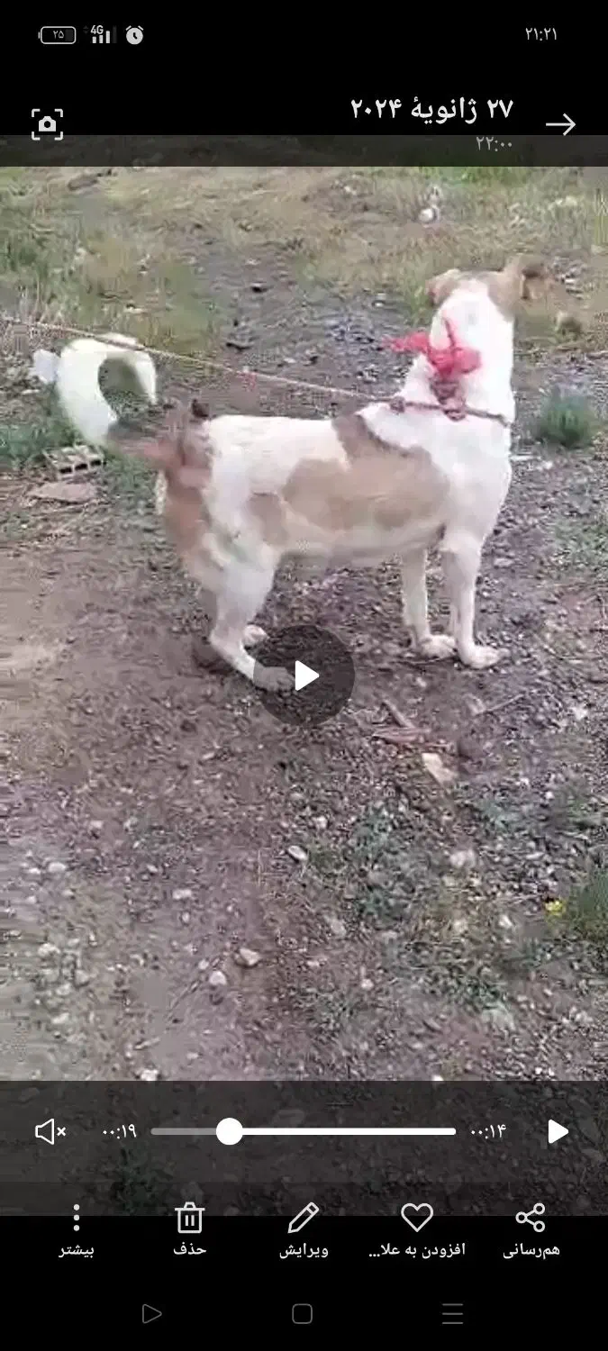 گم شده سگ ماده|سگ|اردبیل, |دیوار