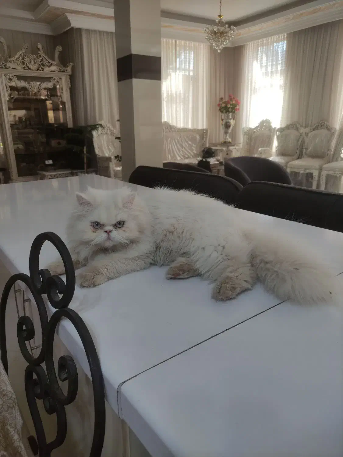 بچه گربه پرشین|گربه|نیشابور, میدان حافظ|دیوار