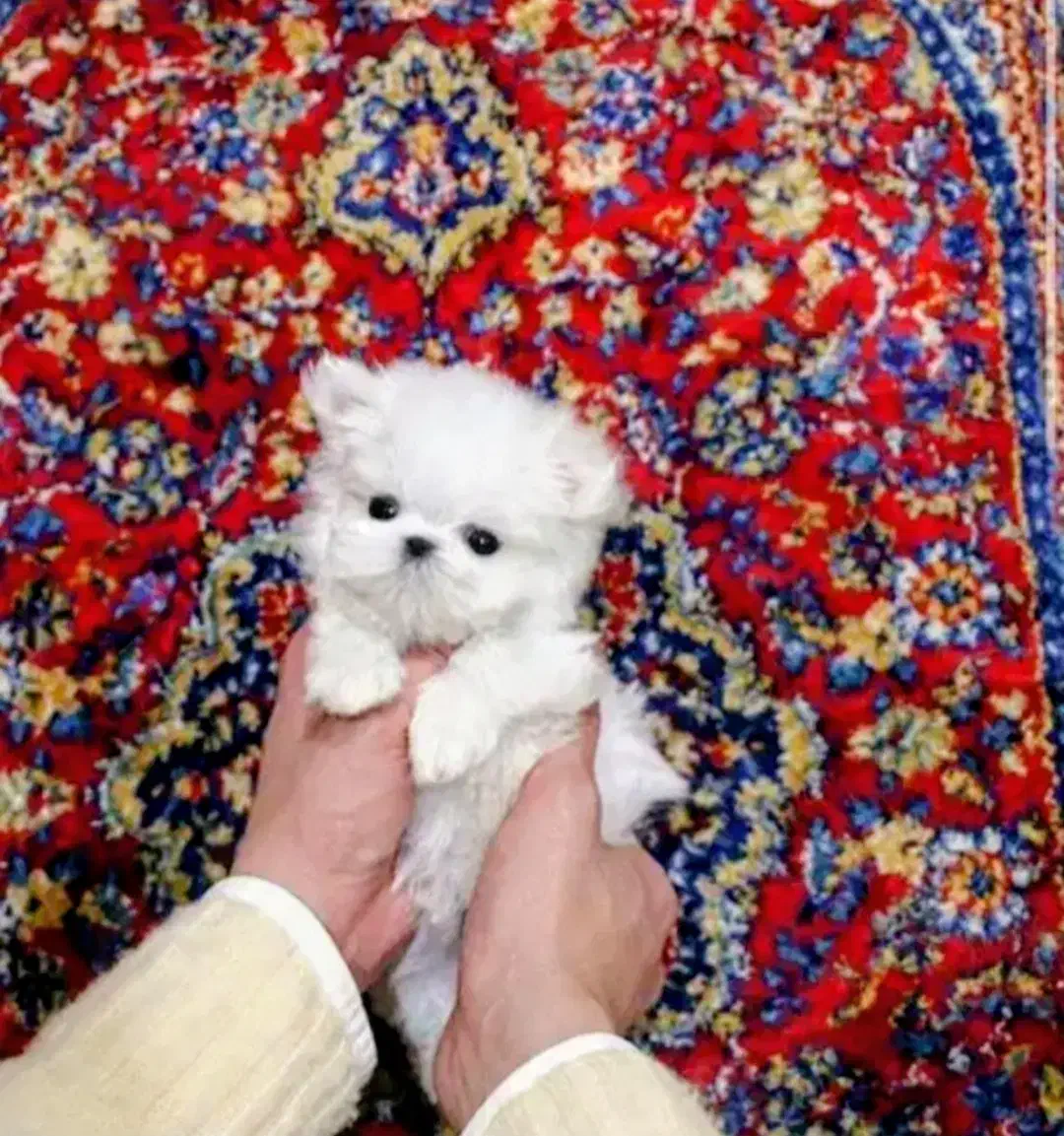 سگهای مینیاتوری|سگ|قم, سالاریه|دیوار