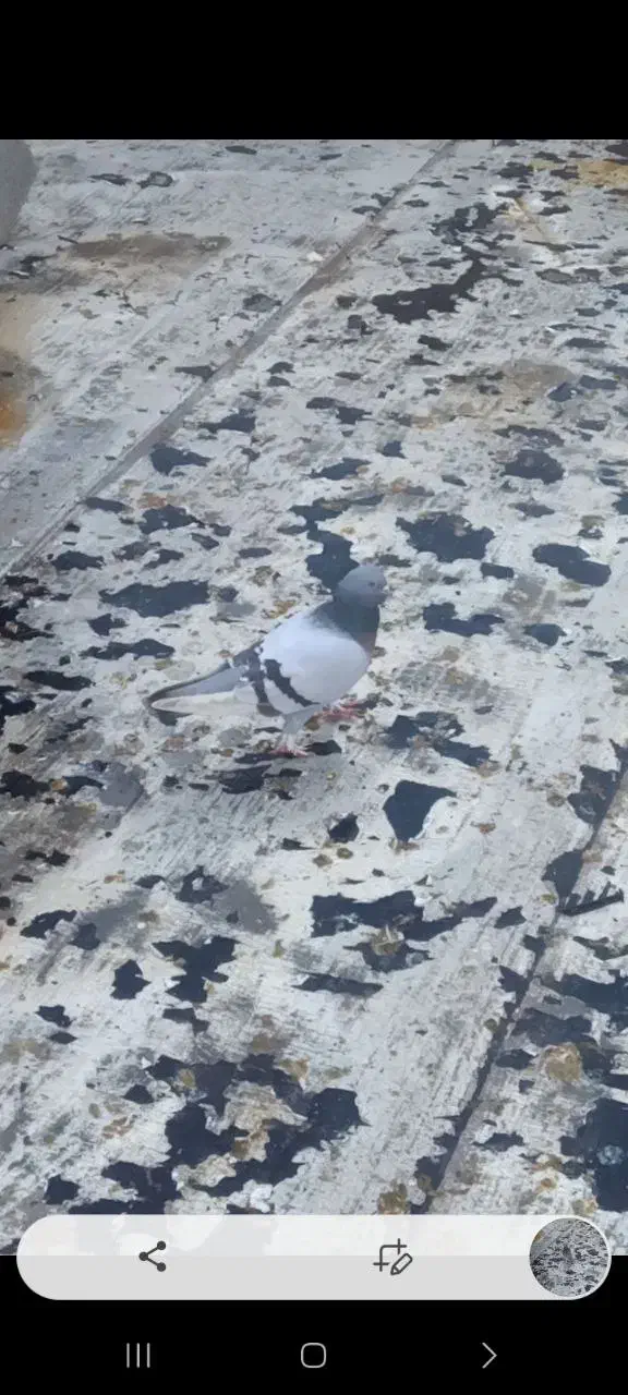 کبوتر جمعن ۲ تومن|پرنده|ملکان, |دیوار