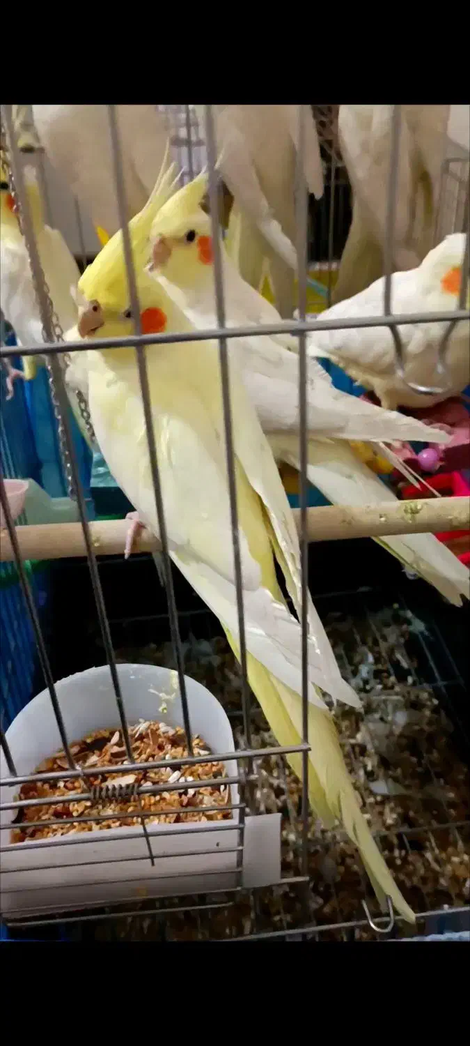 عروس هلندی لوتینو فقط ۸۰۰|پرنده|ابهر, |دیوار