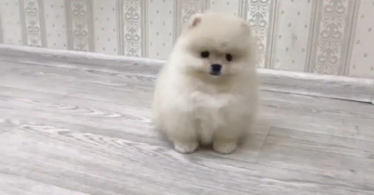 پامر خرسی|سگ|تهران, نیاوران|دیوار