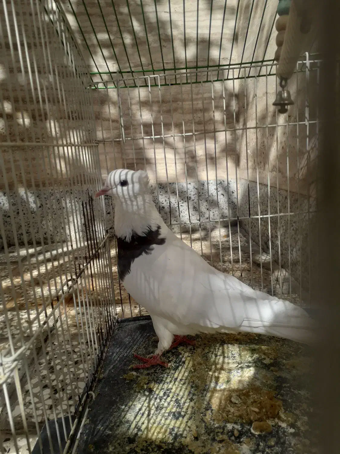 کبوتر سرحال|پرنده|قائن, |دیوار