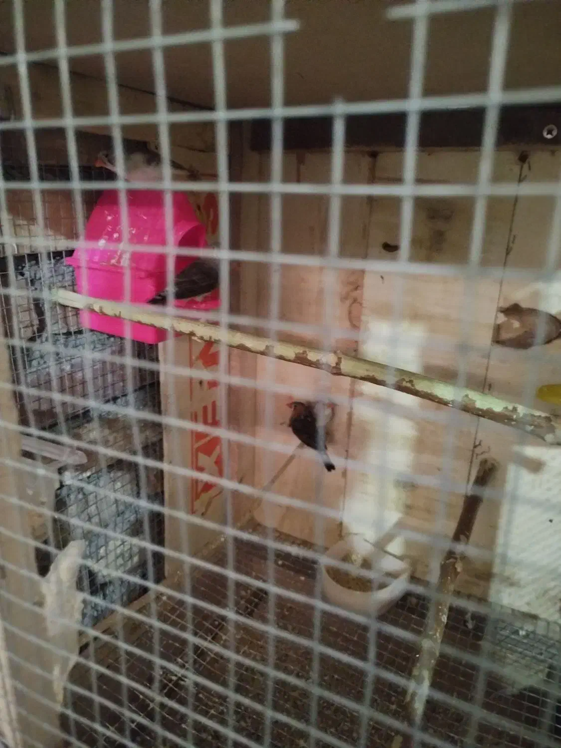 فنج دو جفت|پرنده|ارومیه, |دیوار