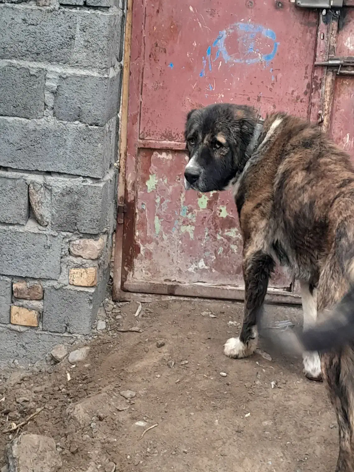 سگ گله|سگ|فریمان, |دیوار