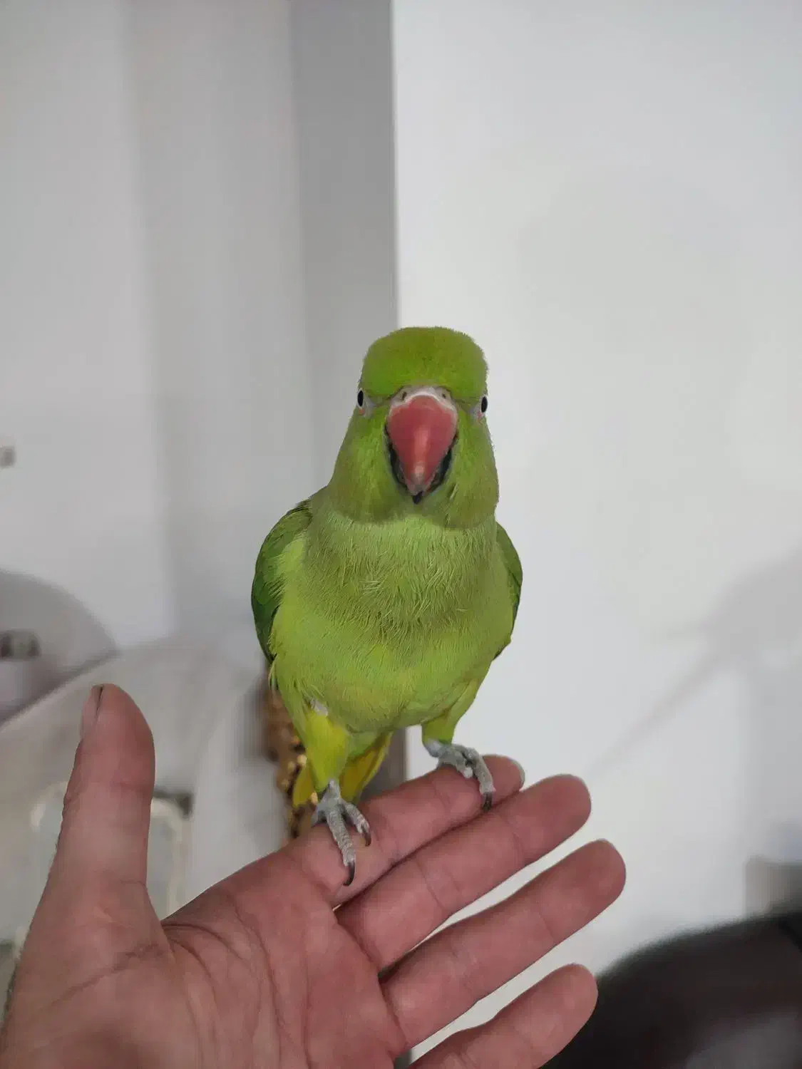 ملنگو رام شده|پرنده|قائمشهر, |دیوار