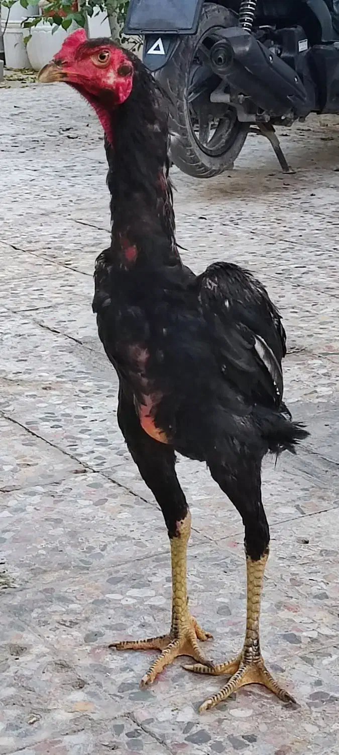 مرغ وخروس اوشامووارداتی وتخم انها|حیوانات مزرعه|آسارا, |دیوار