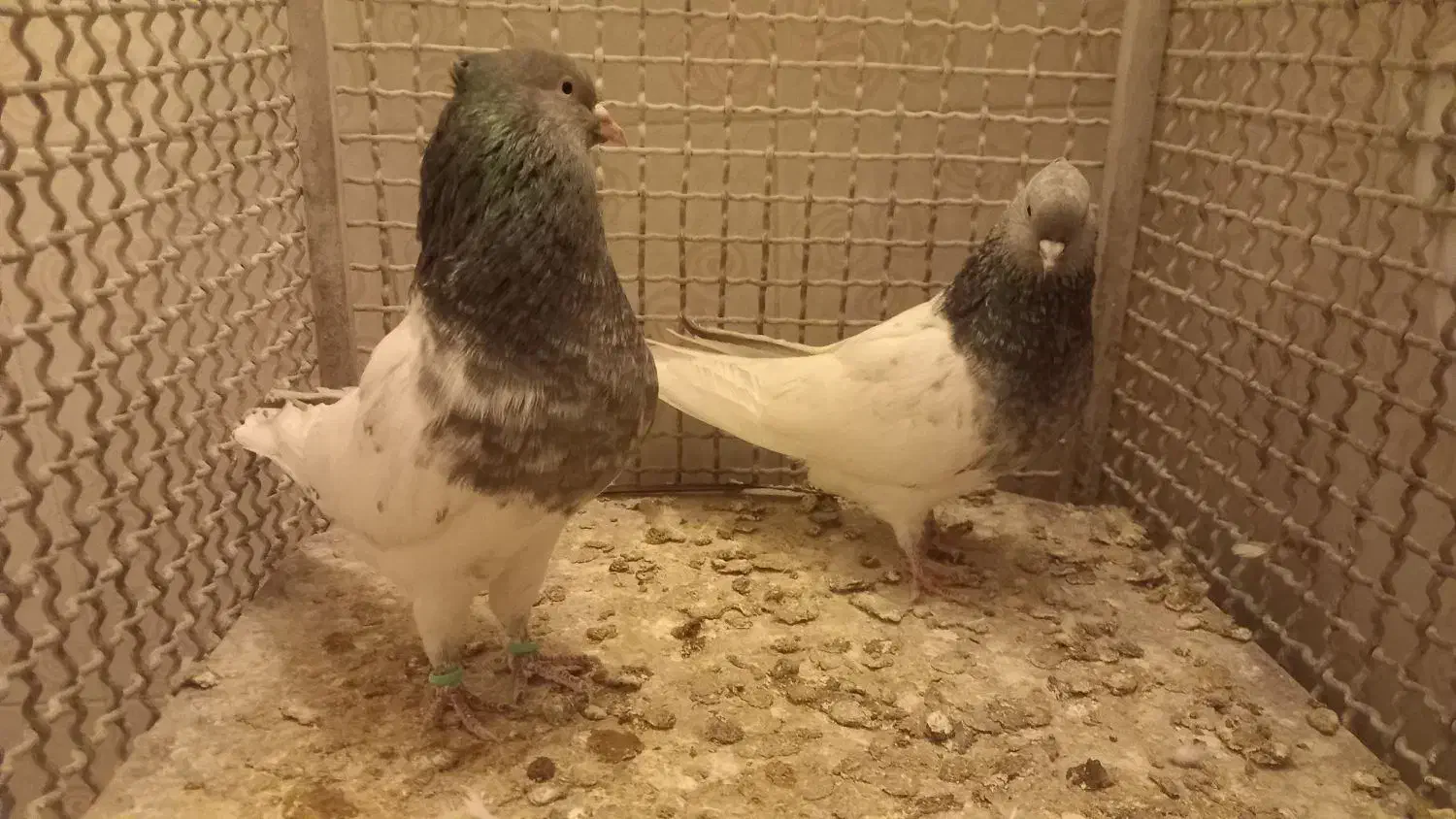 نر و ماده کله سبز به ضمانت|پرنده|تربت‌حیدریه, میدان مرکزی|دیوار