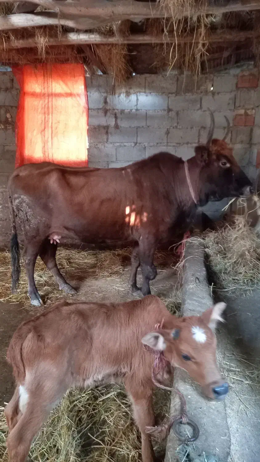 گاو دورگ محلی باگوساله نر|حیوانات مزرعه|شیرگاه, |دیوار