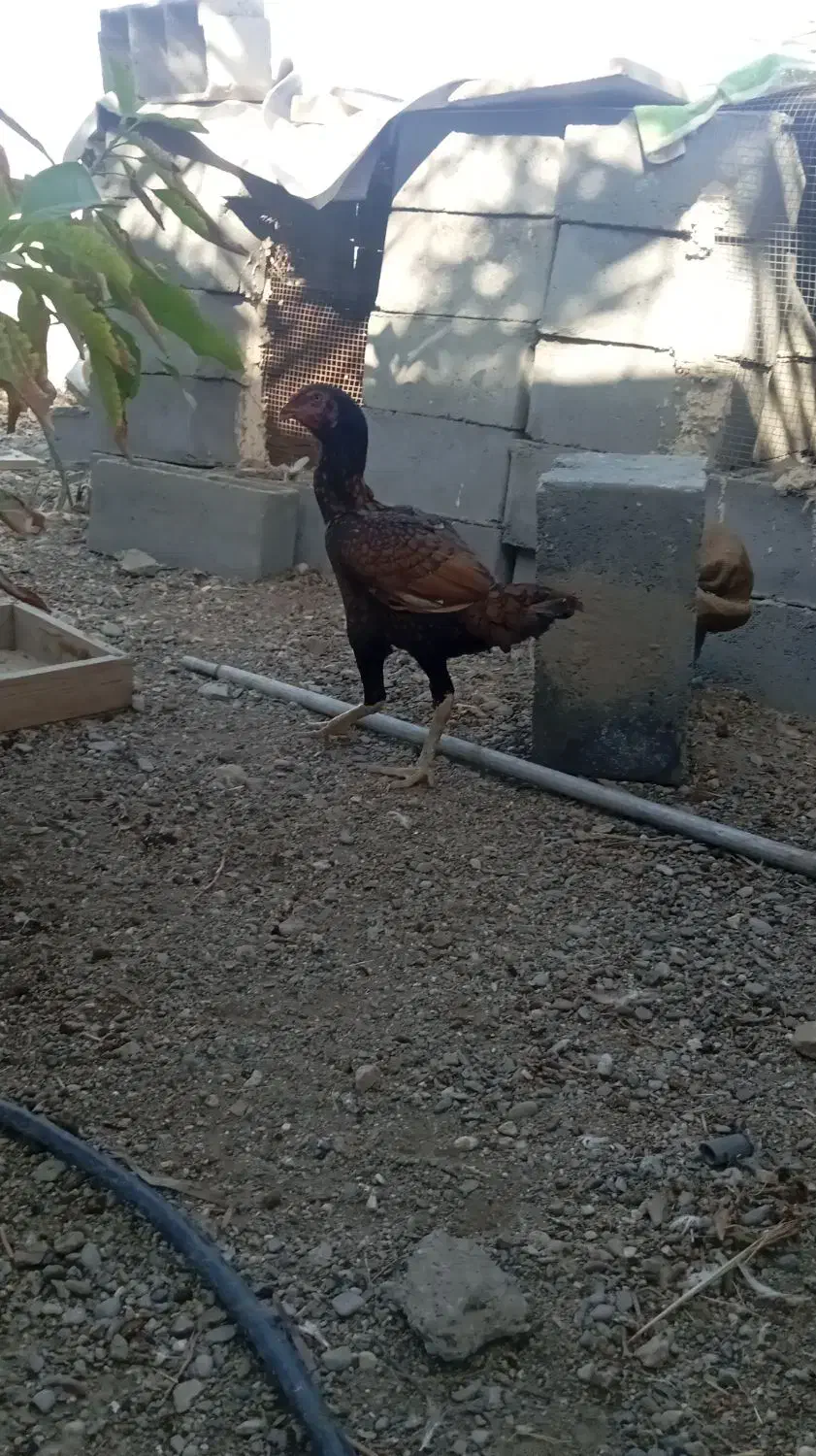 فروش مرغ|حیوانات مزرعه|بیکاه, |دیوار