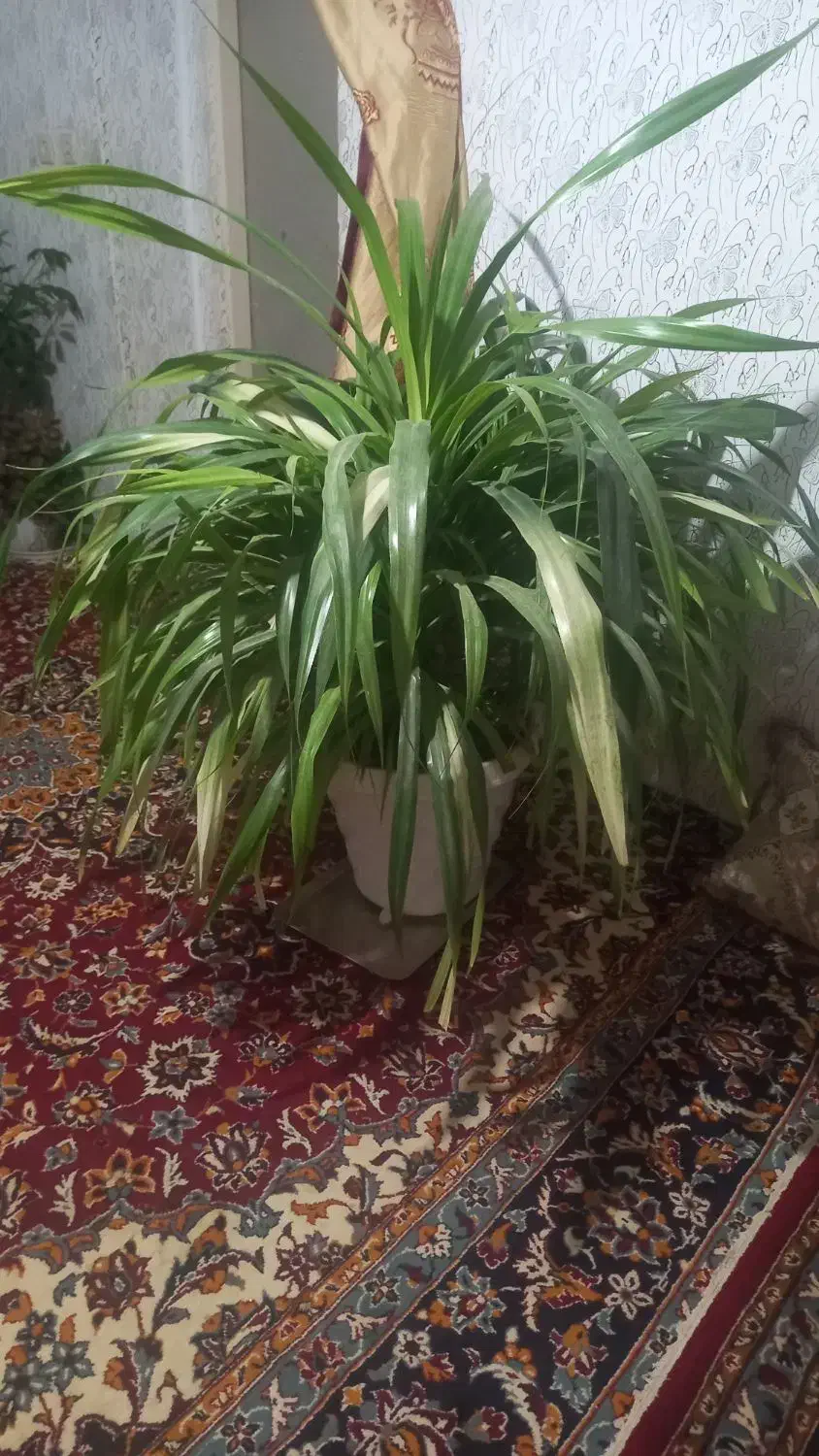 گل و گلدان|گل و گیاه طبیعی|چناران, |دیوار