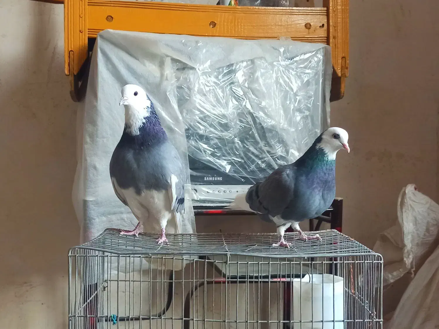 کبوتر تهرانی|پرنده|پاوه, |دیوار