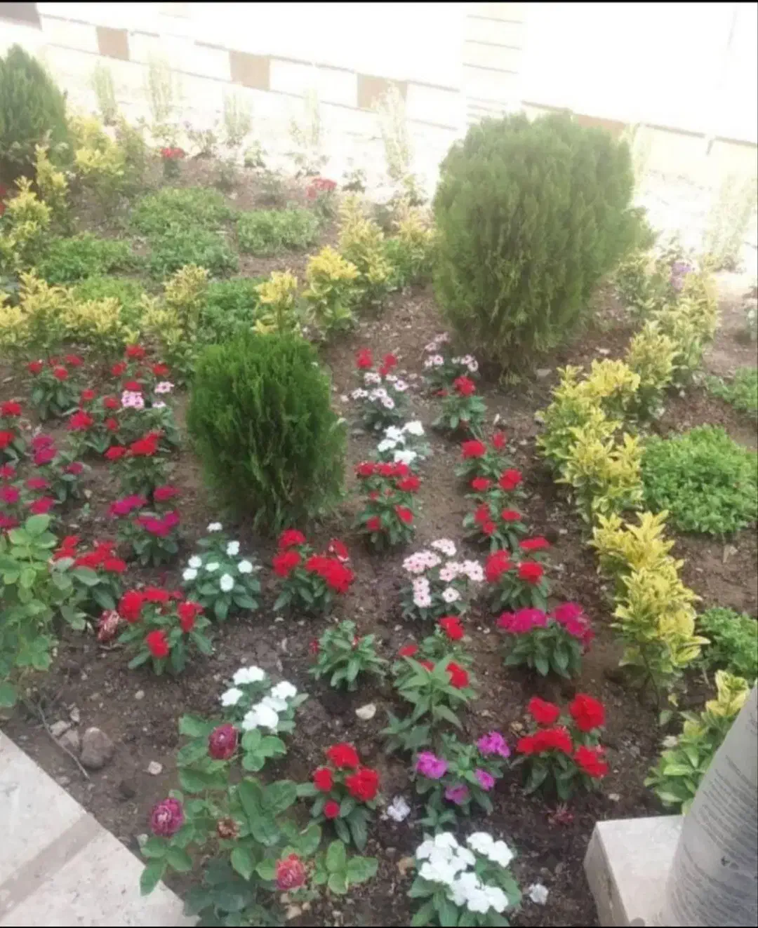 اصول نگهداری گیاهان داخلی و بیرونی|خدمات باغبانی و درختکاری|تهران, قلهک|دیوار