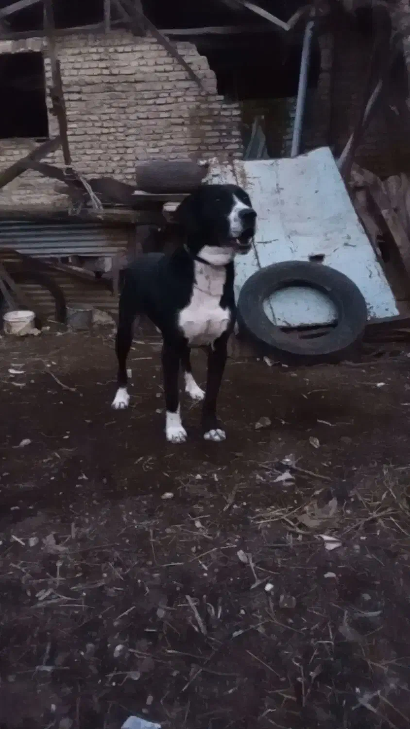 سگ مخصوص نگهبانی باغ دامداری یا خانه ویلای|سگ|گرگان, |دیوار