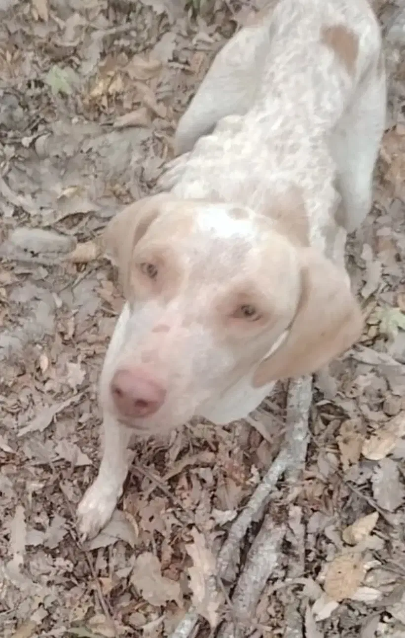 سگ شکاری|حیوانات|کلاله, |دیوار