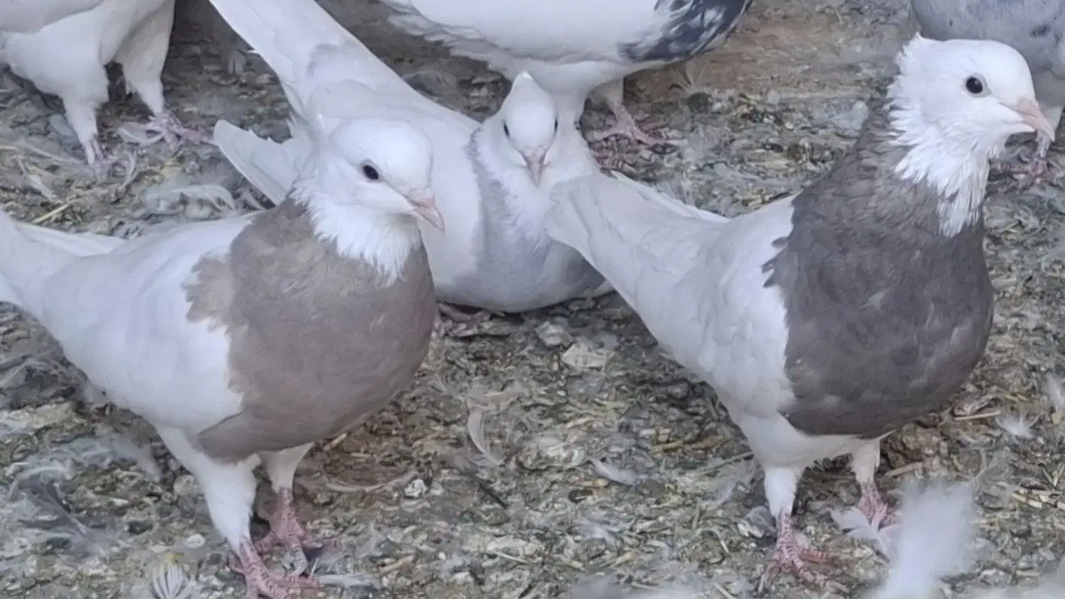 ماده طوقی و ی کت قرمز|پرنده|ساوه, |دیوار