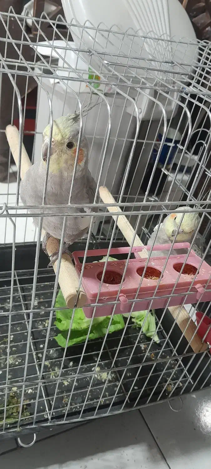 عروس هلندی|پرنده|الوند, |دیوار