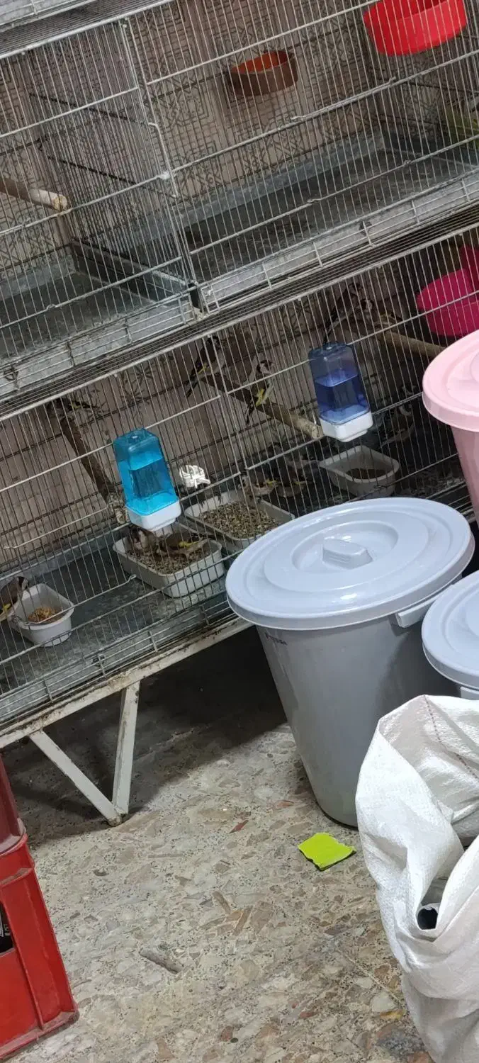 جوجه سهره تغداد|پرنده|میاندوآب, |دیوار