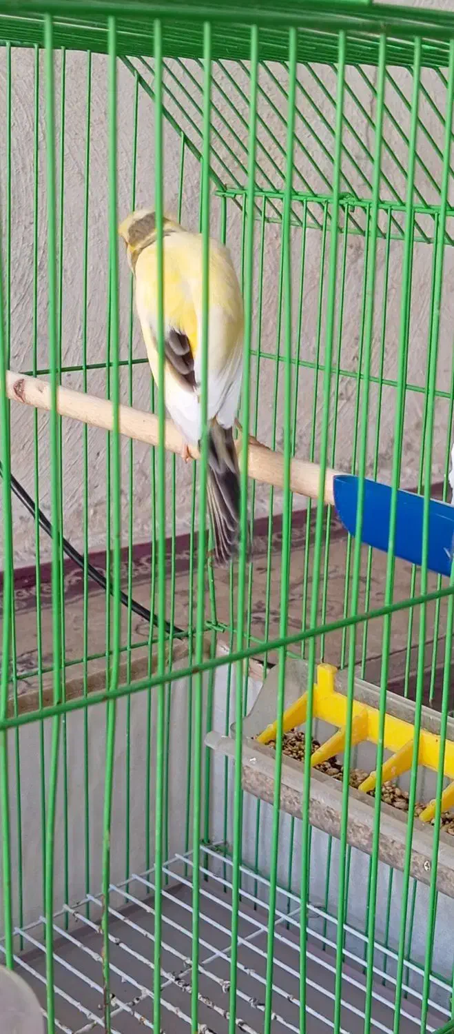 قناری سوپر مست|پرنده|خورموج, |دیوار