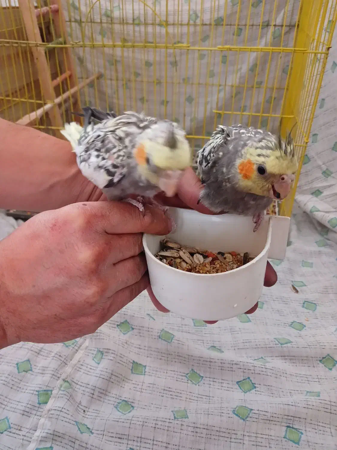 عروس هلندی|پرنده|سیمین شهر, |دیوار