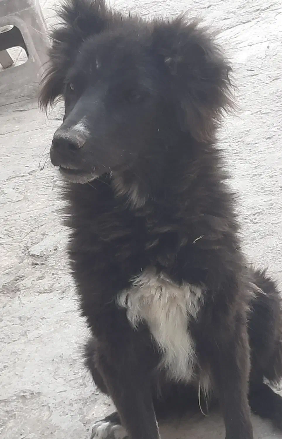 سگ قهدریجونی|سگ|بهبهان, |دیوار